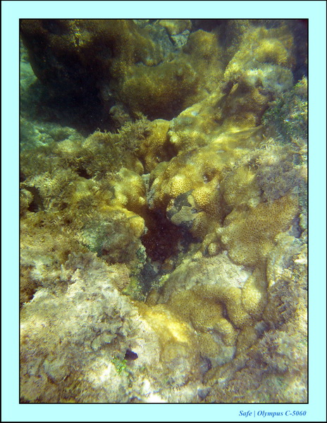 2005 - 11 - Porto de galinhas - piscines naturelles 44.JPG